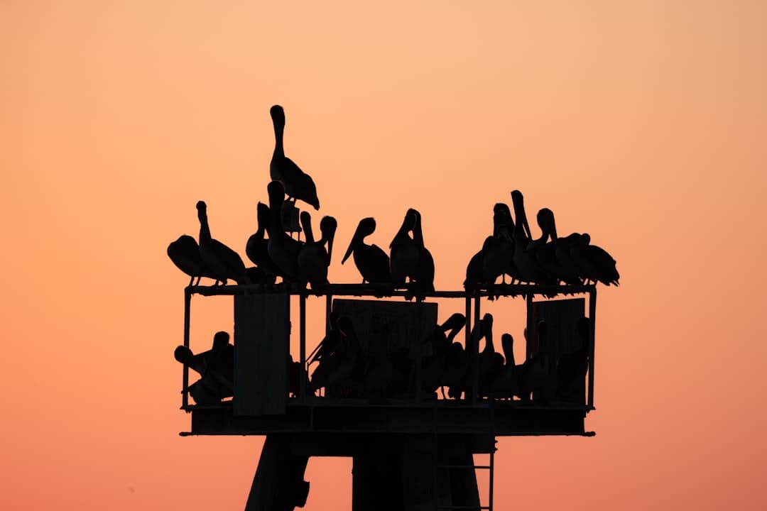 Oil Drillers Face a Paradox: Record Prices, But Caution Prevails