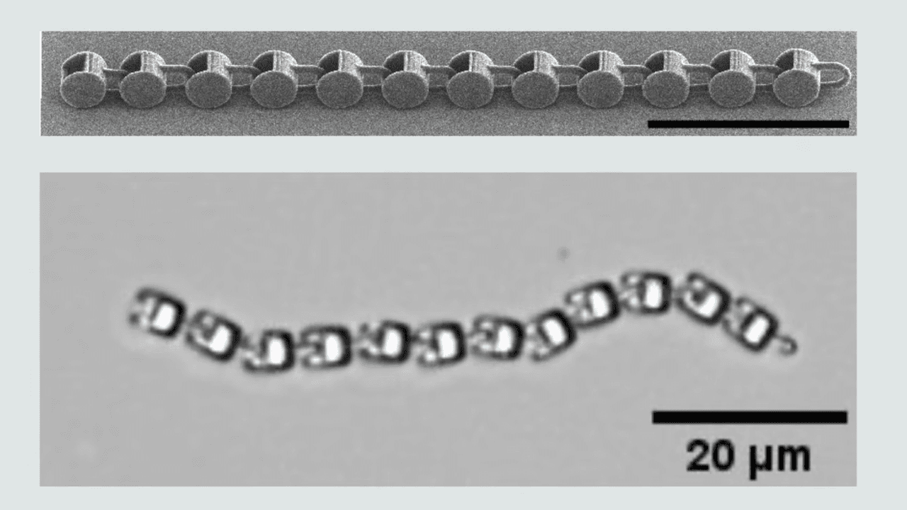 Researchers 3D print robot the size of a single-cell organism — devices move and navigate even without a ‘brain,’ uses their shape and the environment to get going